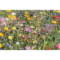 SEMI MISTI DI FIORI ESTIVI IN BUSTA